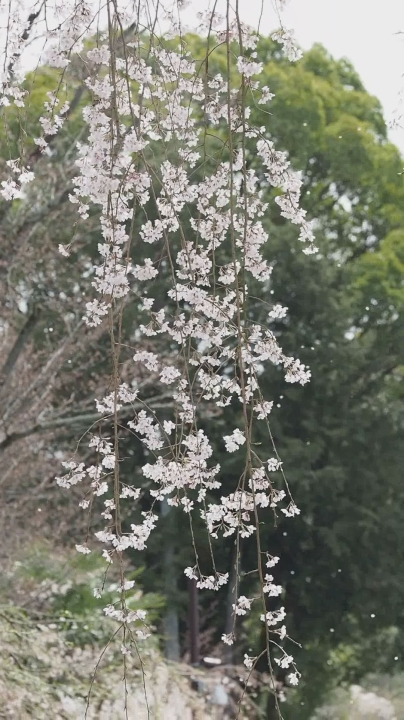 a white plant with some small flowers on it