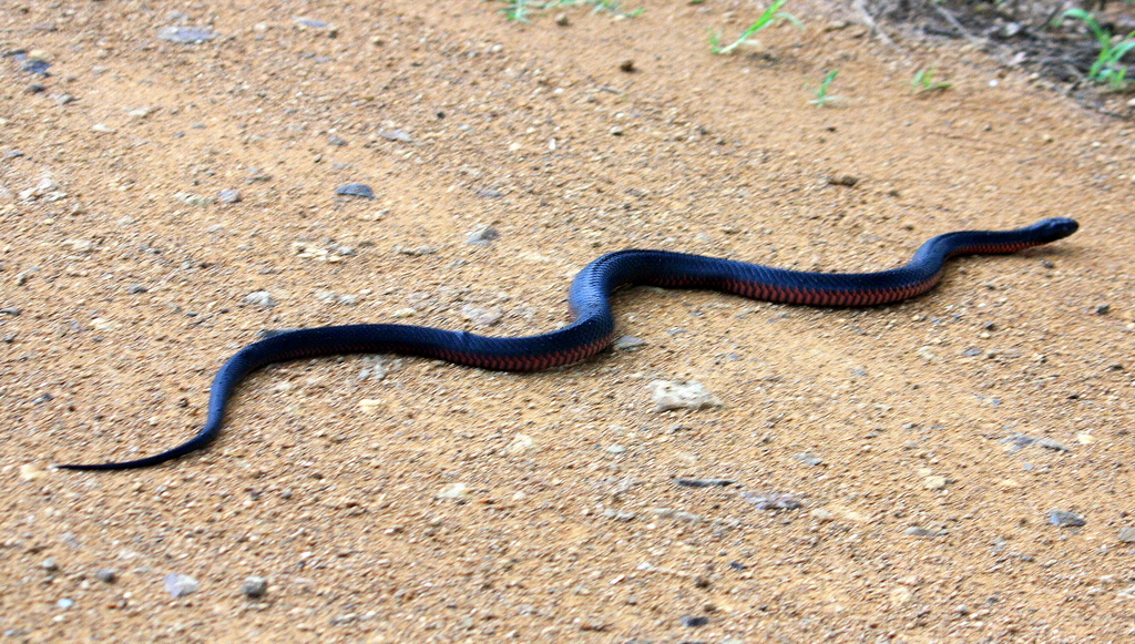 a small snake laying on the ground, possibly a groundplain