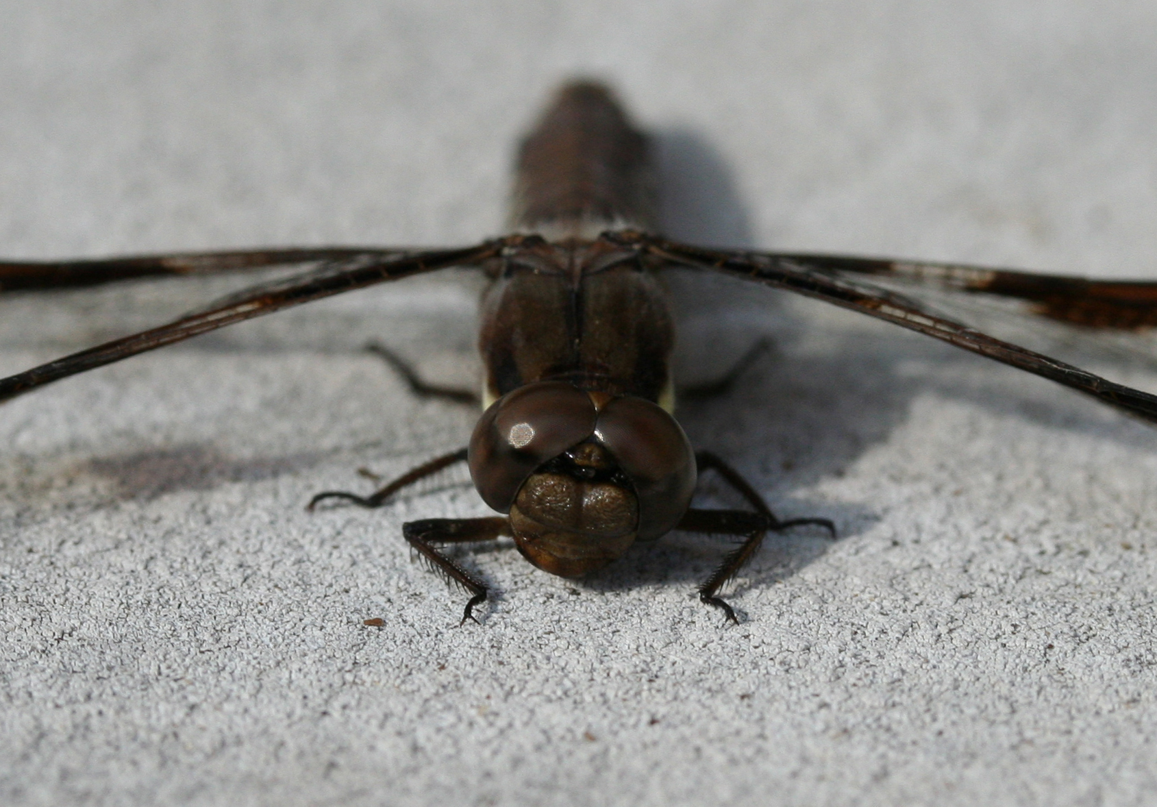 the long - legged insect is on the floor, looking straight ahead