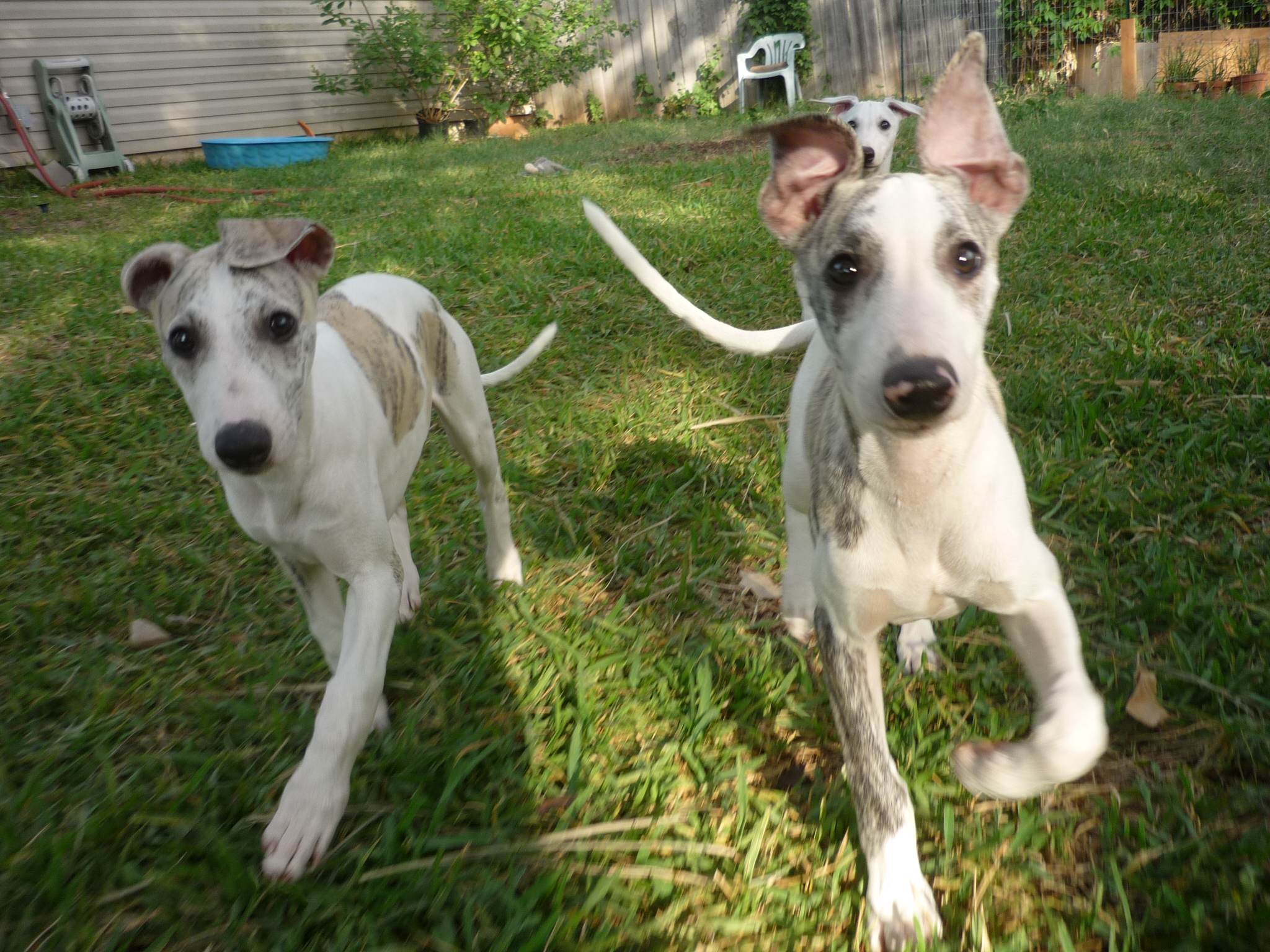 two whippet dogs in a yard on the grass