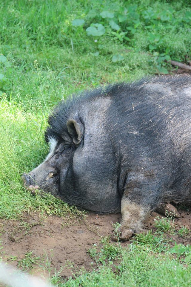 a pig that is laying down in the grass