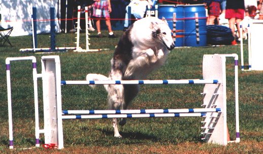 a dog jumping over an obstacle in a grassy field