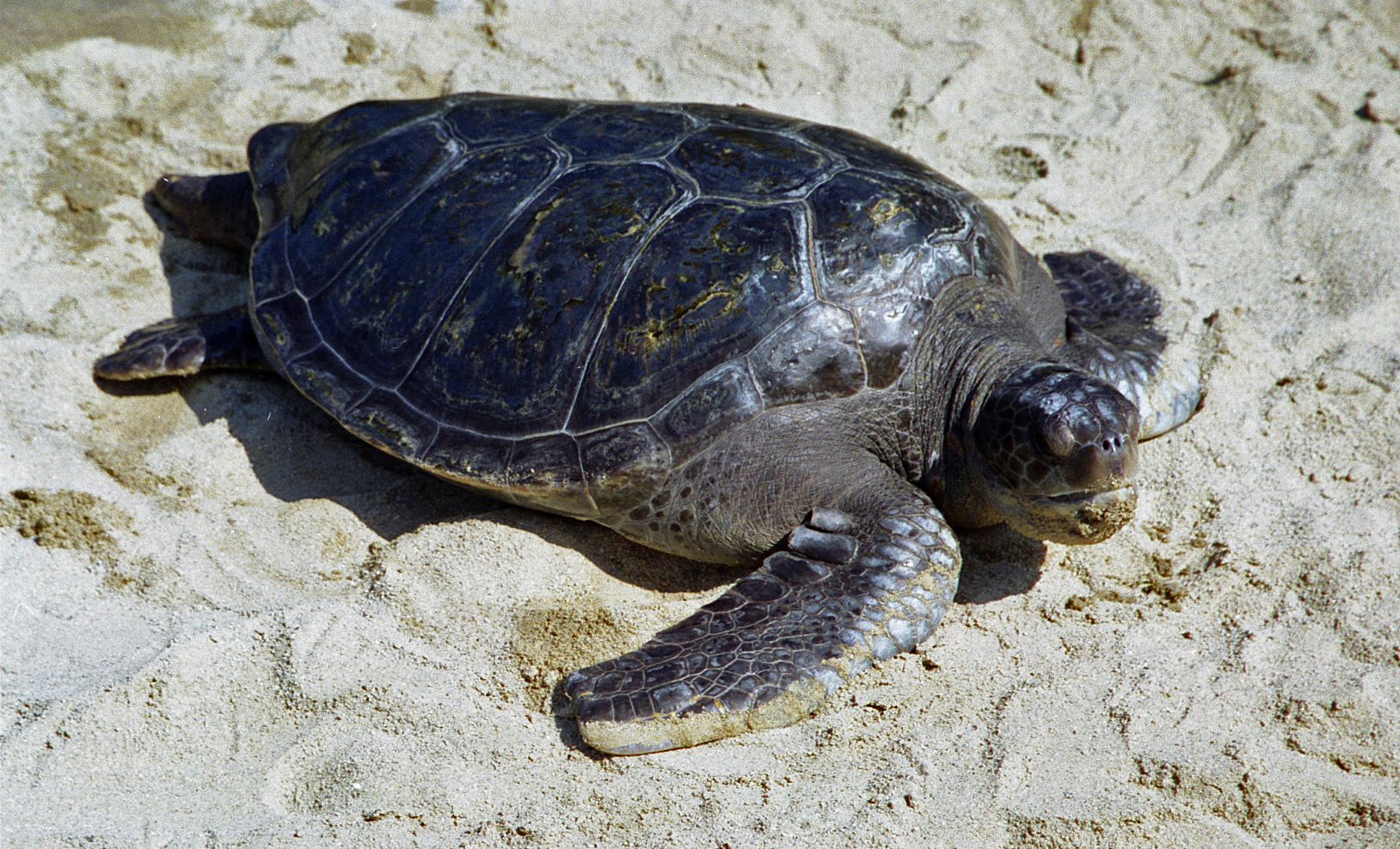 a large turtle is laying in the sand