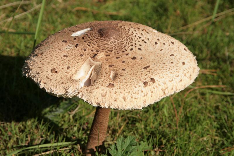 a brown mushroom that has spots on it