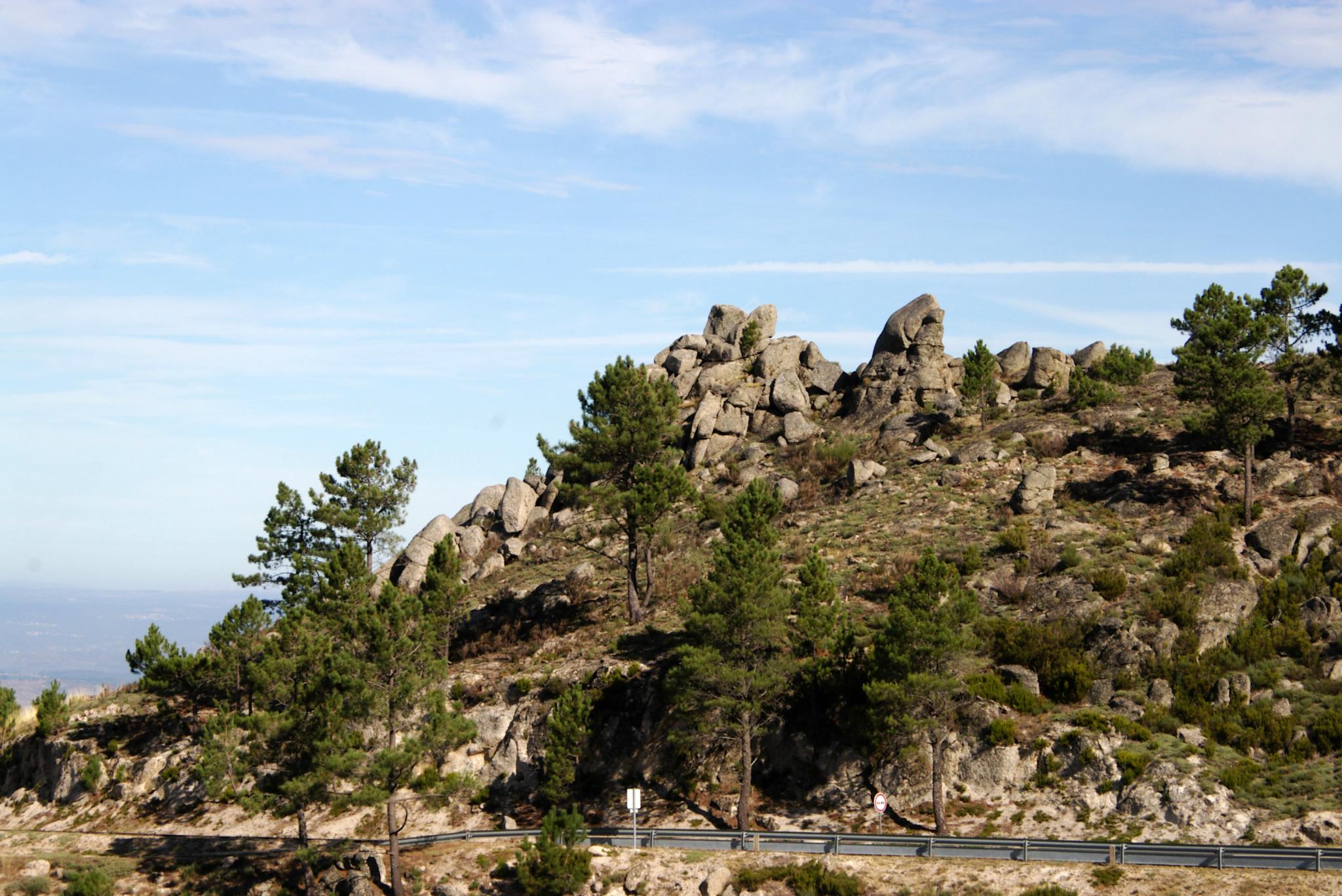 a bunch of trees on the side of a mountain with a sky background