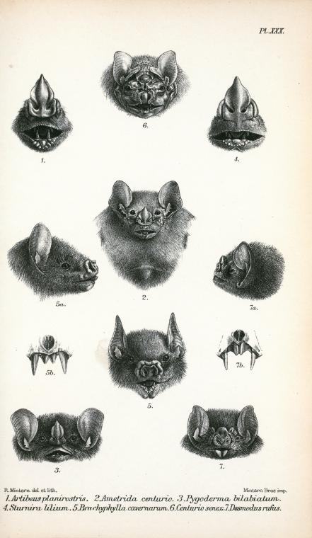bats are shown in this vintage book