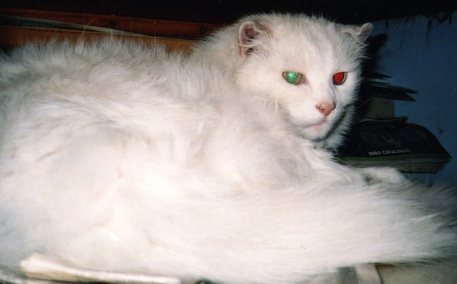 a white cat with green eyes laying on a desk