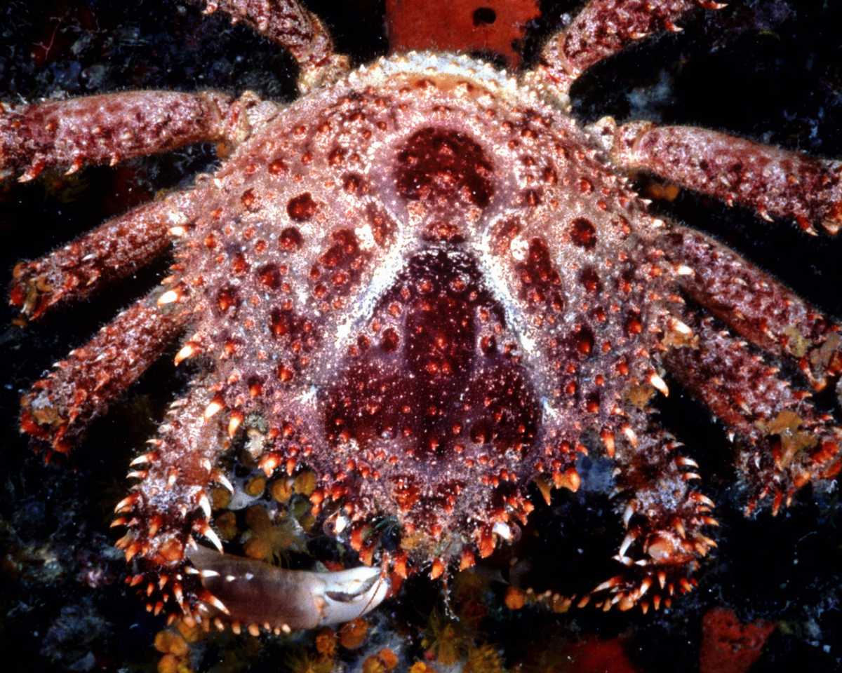 this is an image of an unusual octo