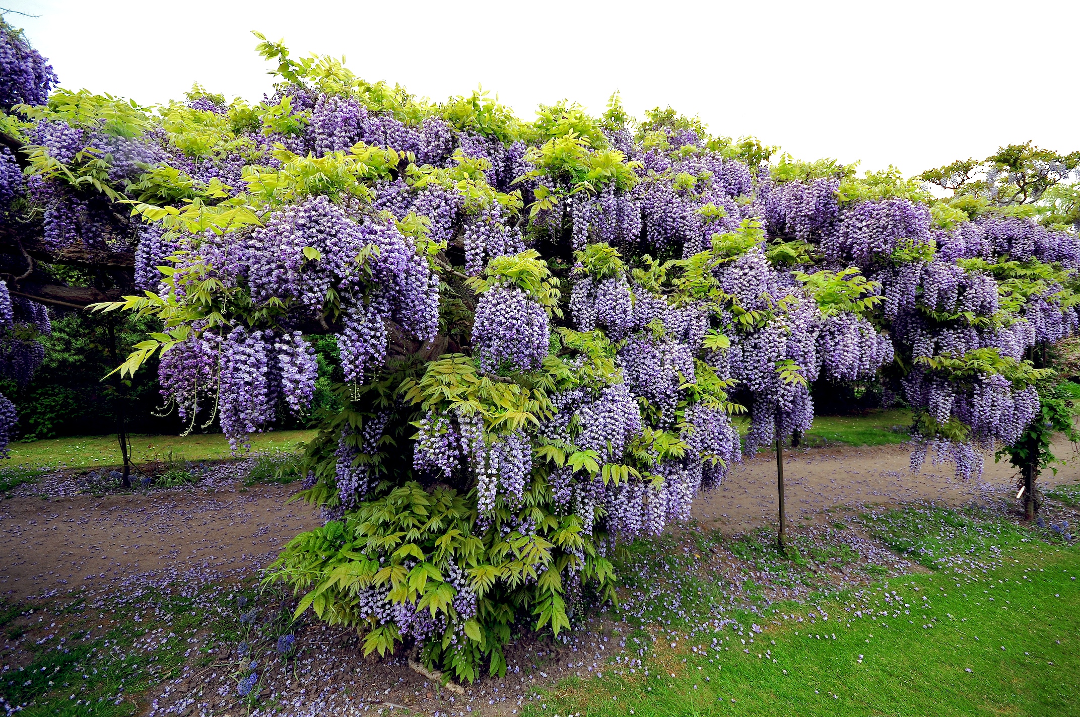 an image of wistery trees that are out in the grass