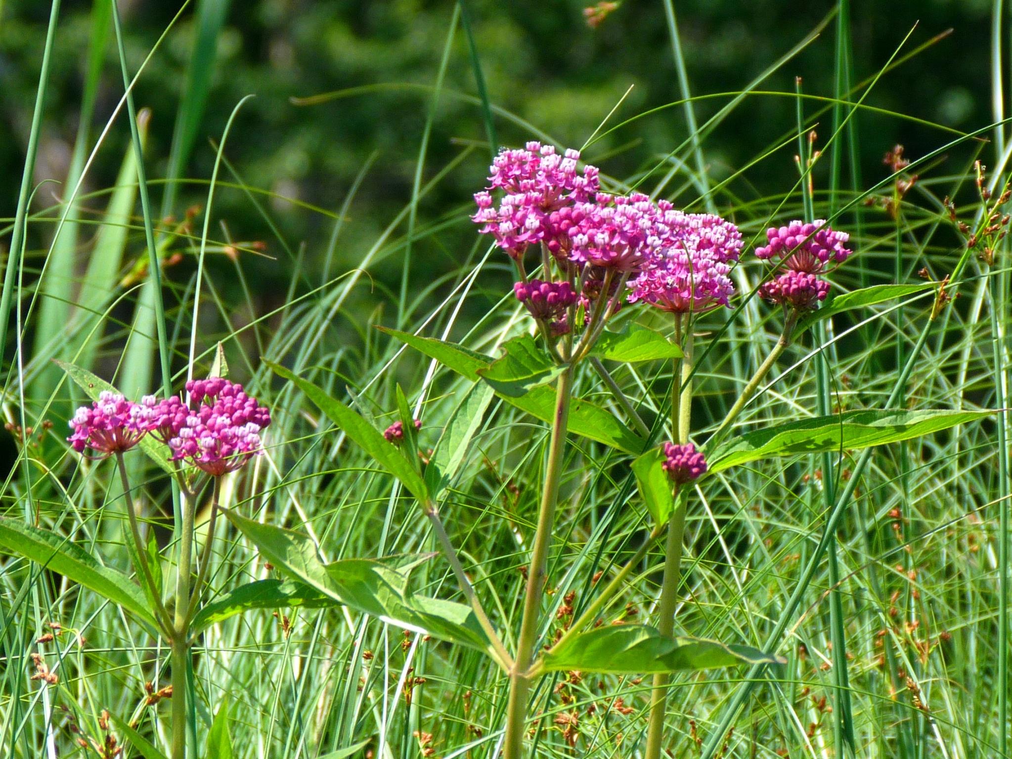 pink flowers grow in tall green grass in the sun