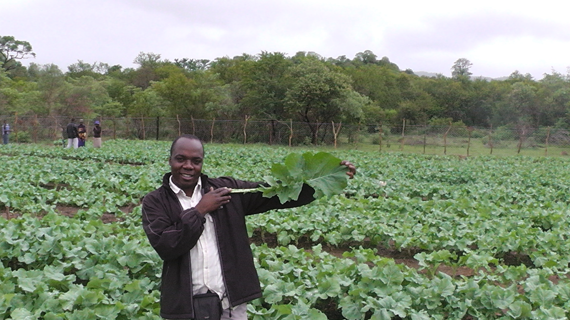 the man in the field holds a leafy vegetable