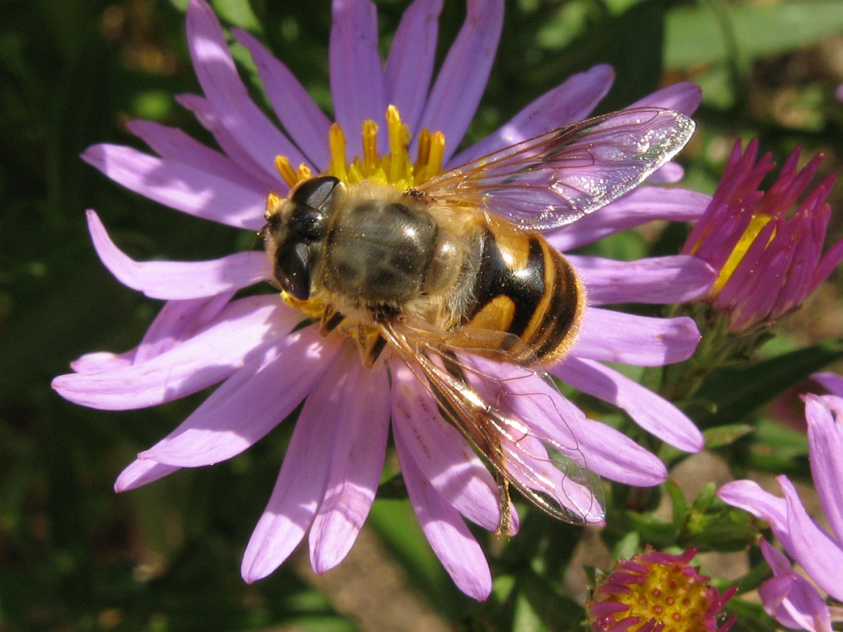 a bee that is on top of a flower