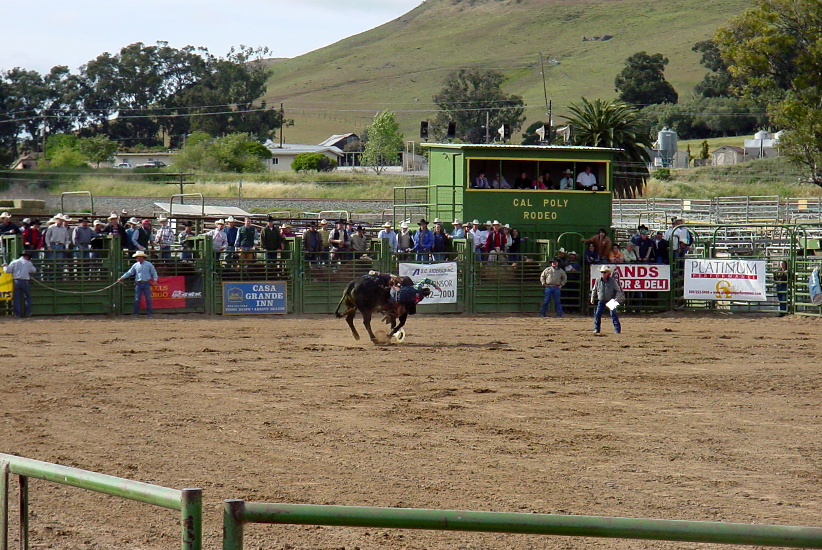there is a bull being thrown to a rodeo rider