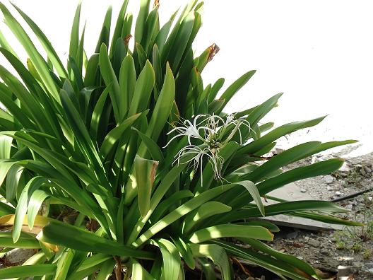 a plant with green leaves in a garden