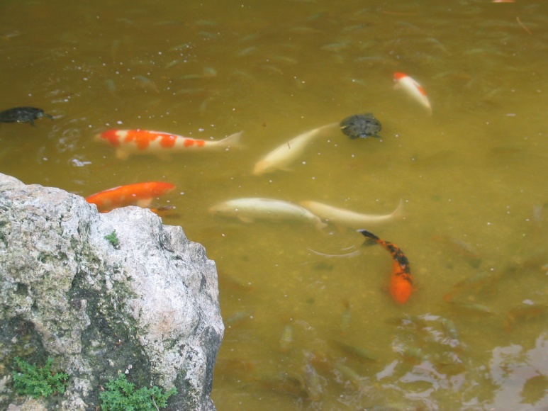 goldfish in a pond that looks like a museum