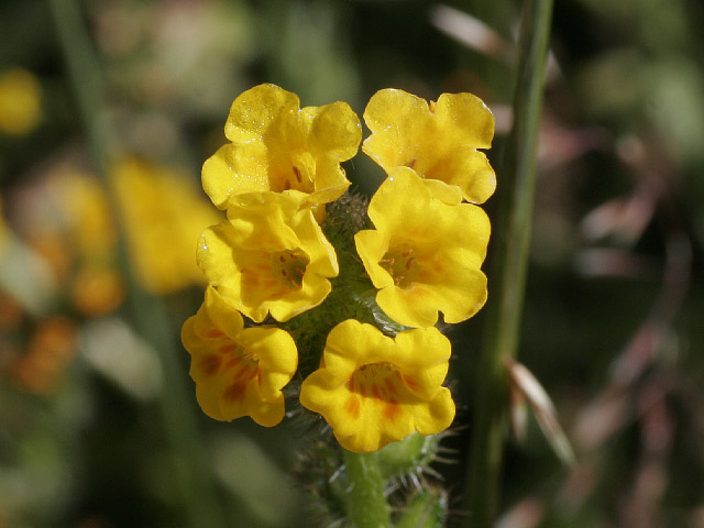 a close up of small yellow flowers near green grass