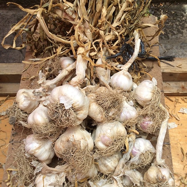 various types of garlic gathered in the dirt