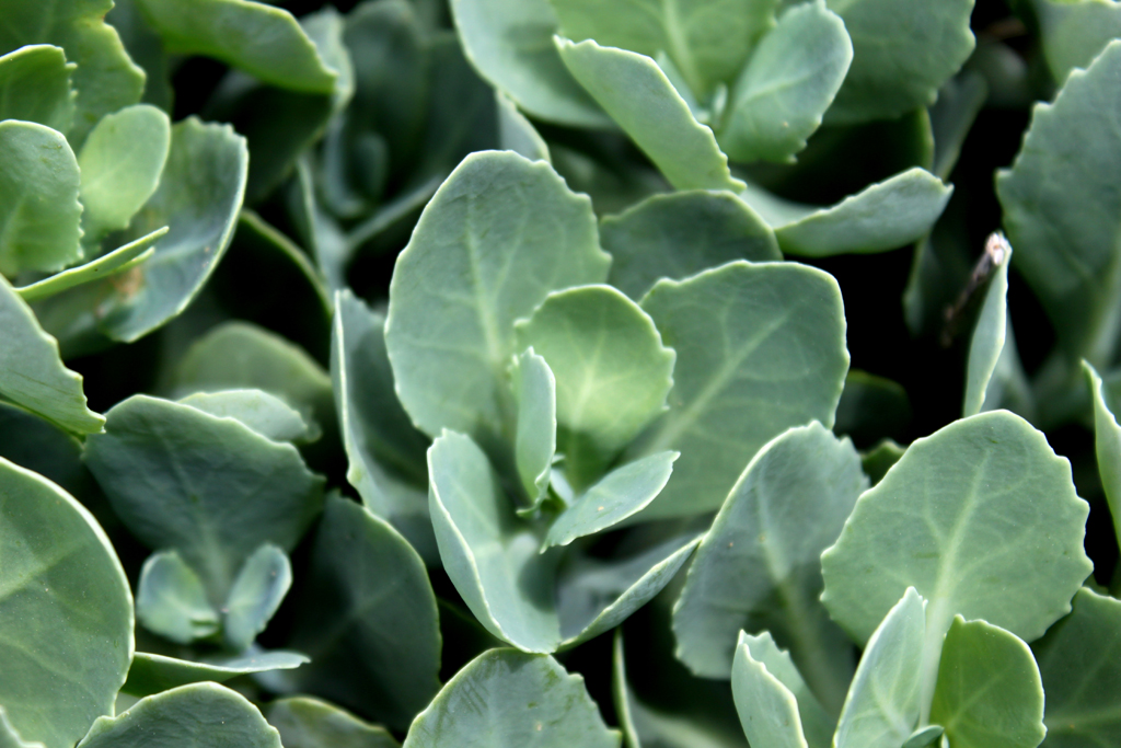 closeup of some leaves on top of a plant