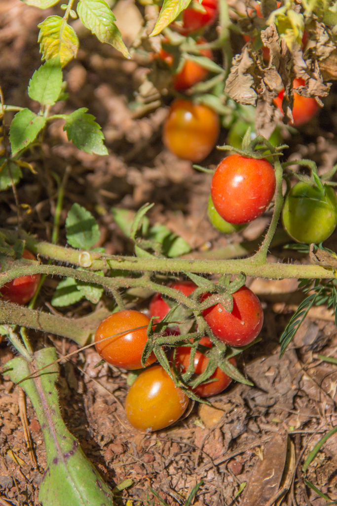 close up image of a bunch of tomatoes growing in a field