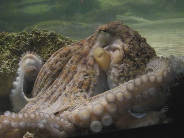 a large octo in an aquarium with many bubbles
