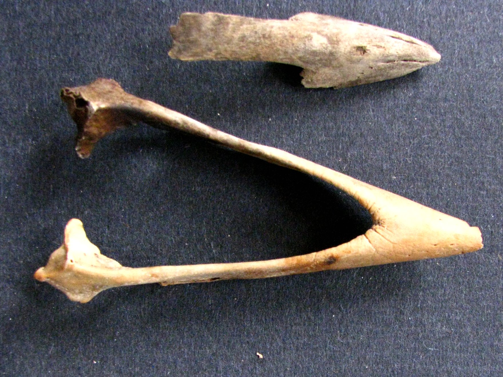 three long bone bones on display with one torn off