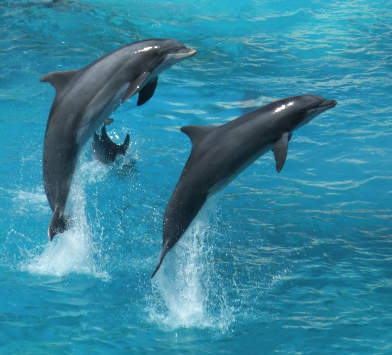 three dolphins jumping up into the water to catch a ball