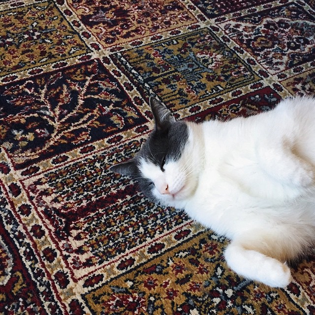 a black and white cat laying on a colorful rug