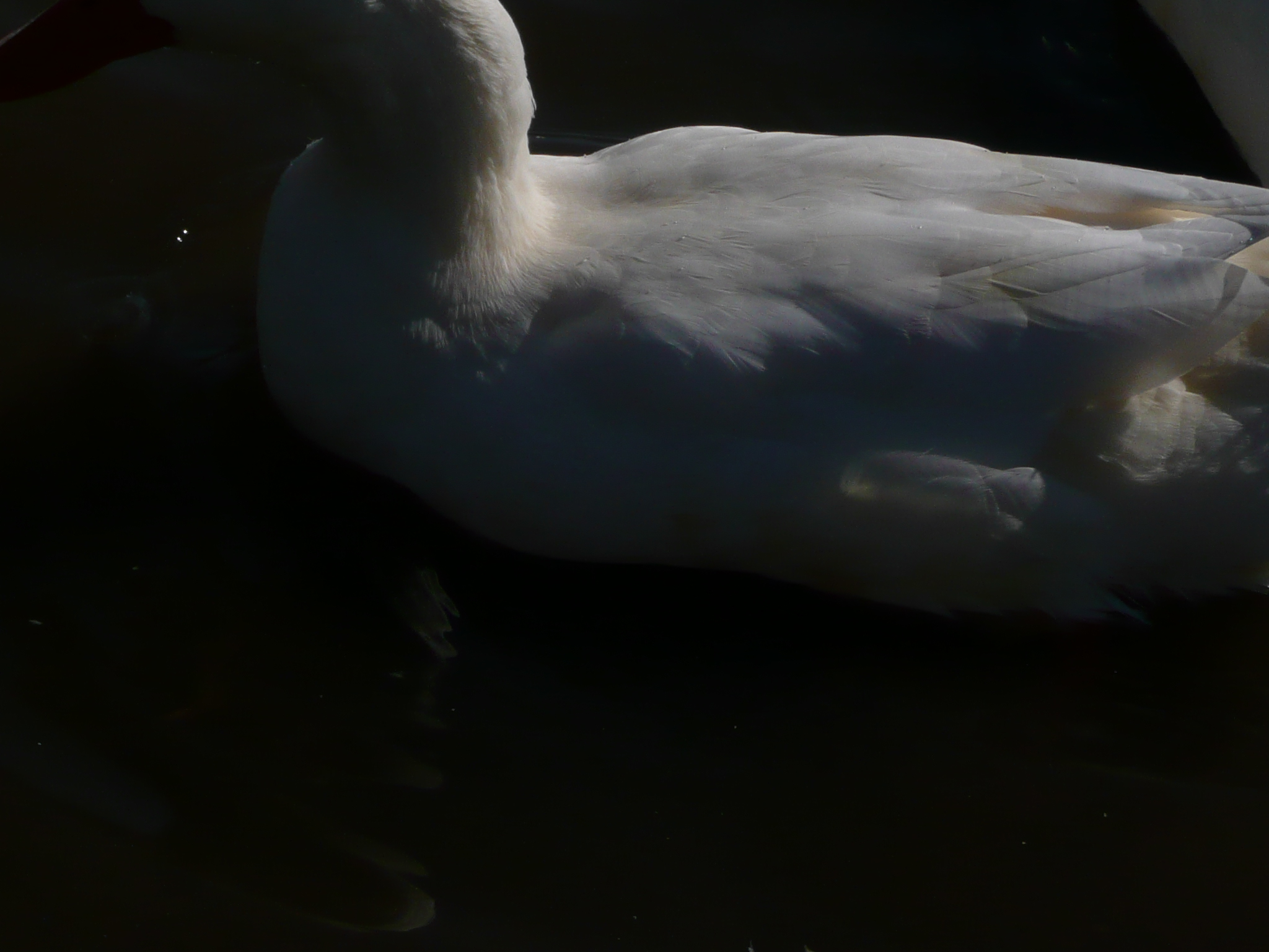 an image of a white bird that is in the water