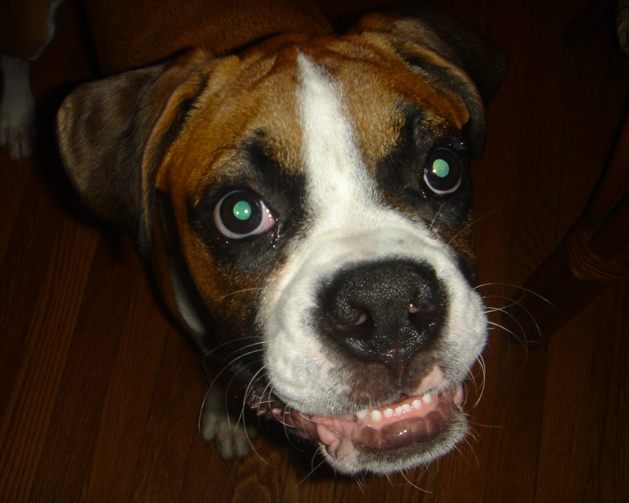 a brown and white dog with green eyes on wooden floor