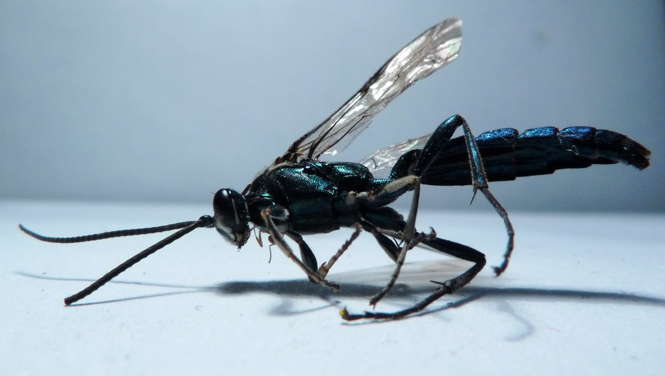 the insect with blue antennae and antennae is sitting on the surface