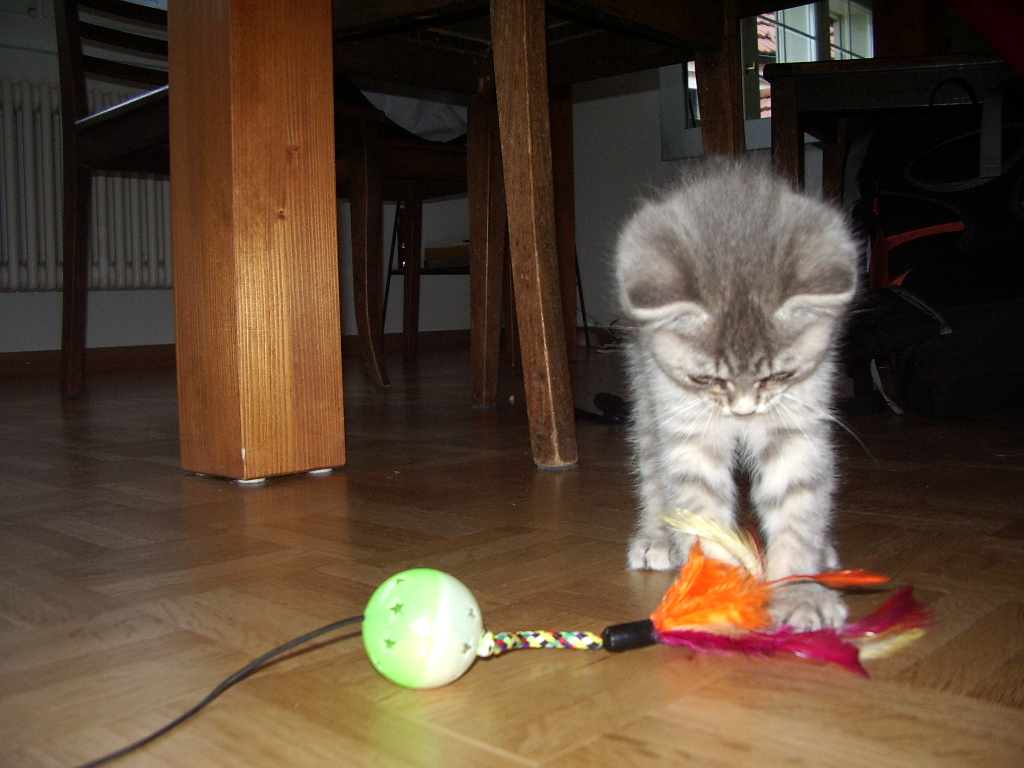 a kitten playing with toy string toys on the floor