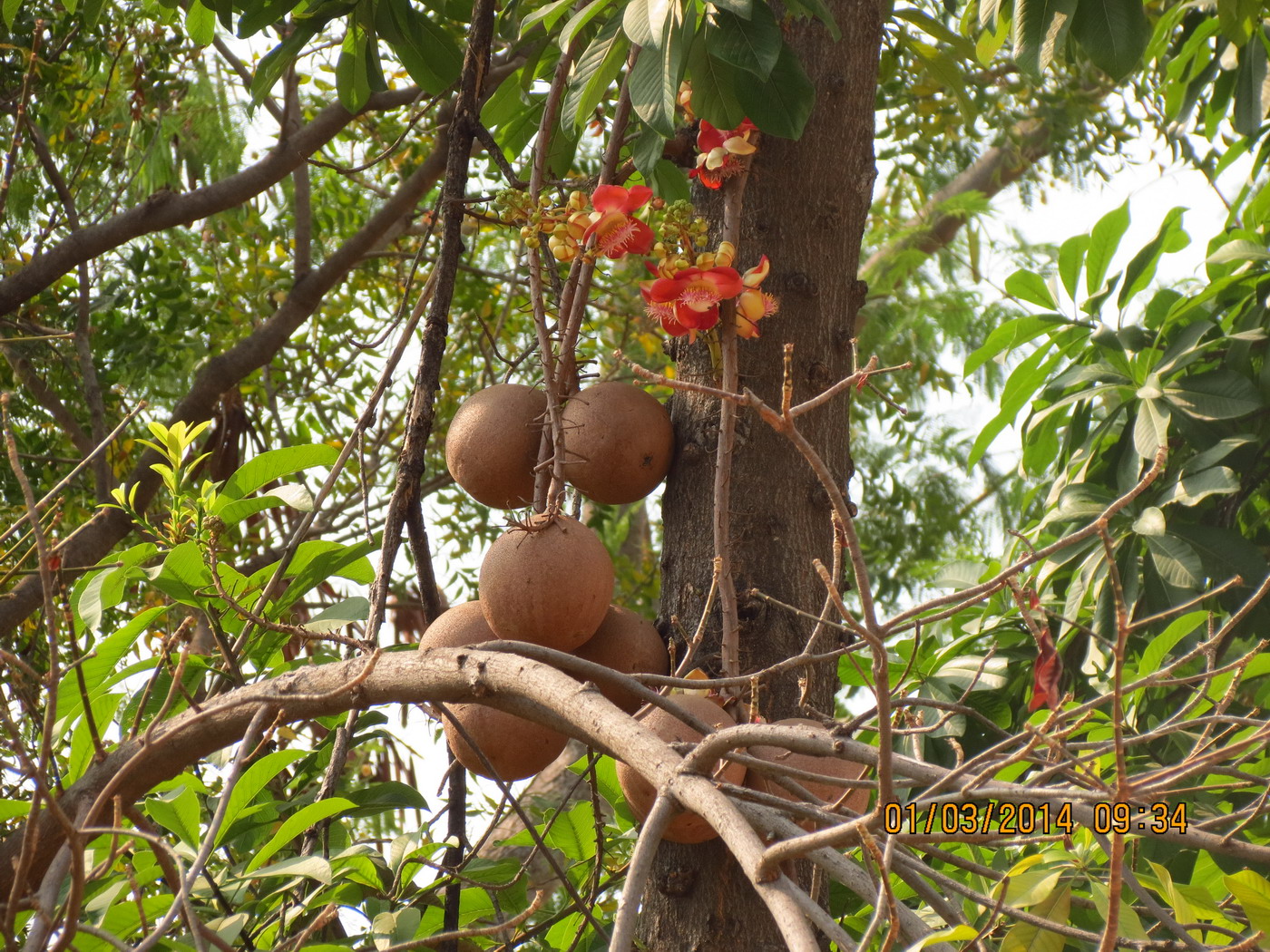 a tree with small flowers hanging on the nches