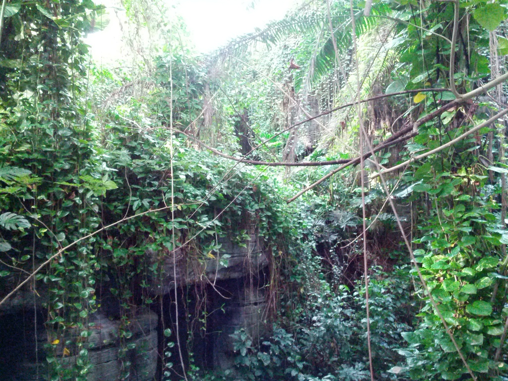 a large area of vegetation with some water
