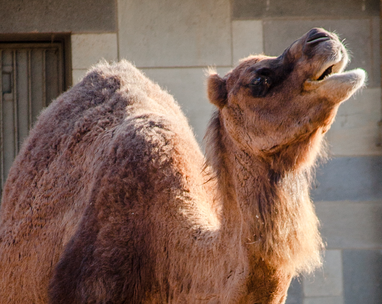a camel looks up while resting his head on his back