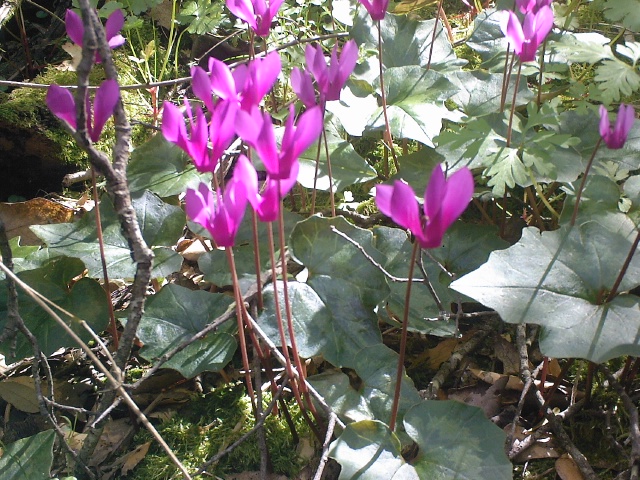 purple flowers with large leaves on the ground