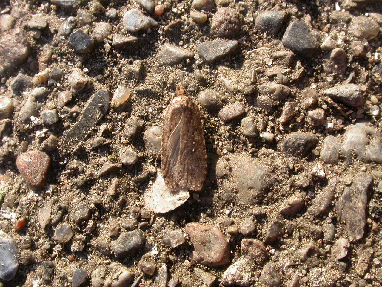 a bug is walking on the ground among some rocks