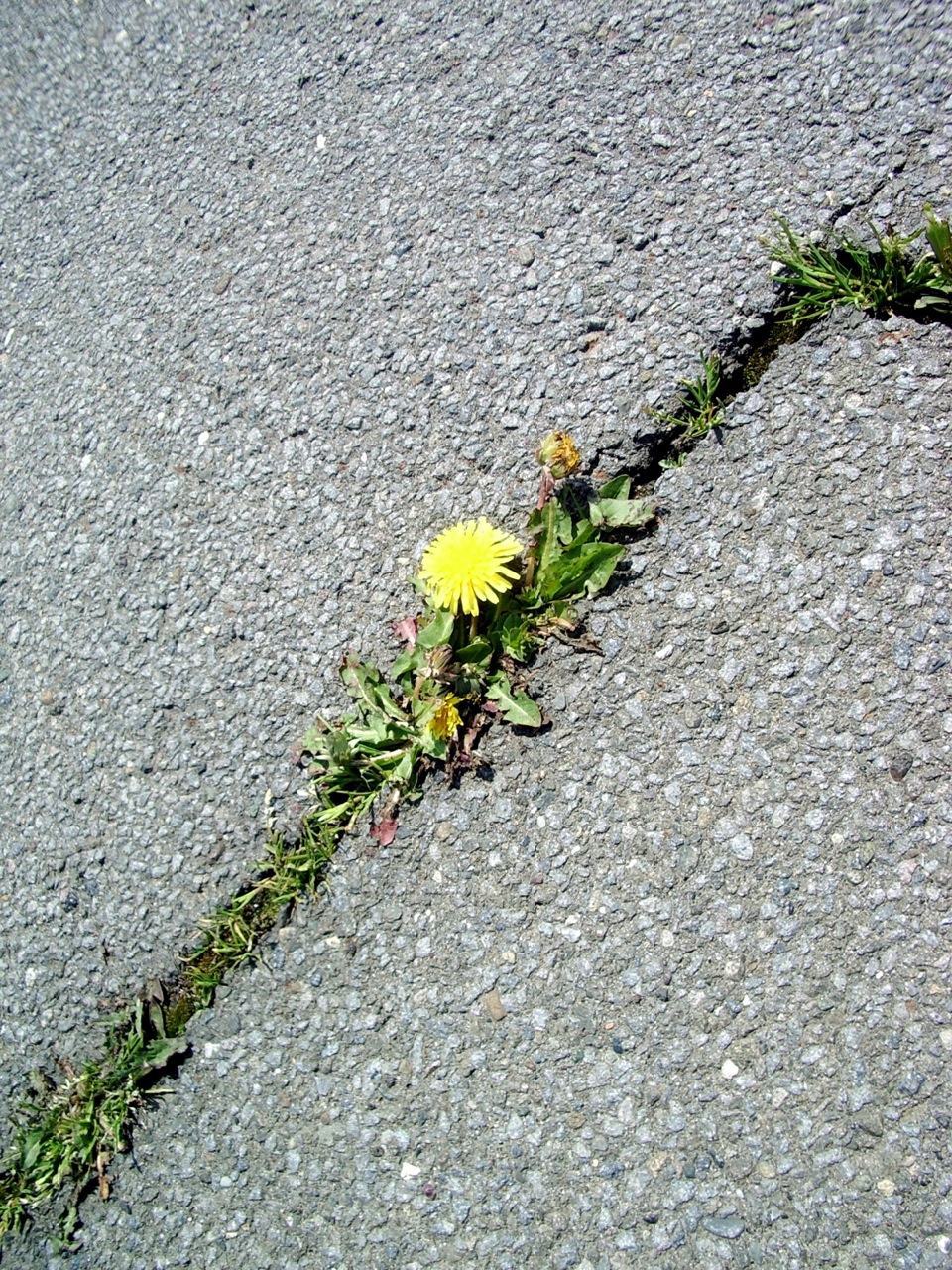 a flower growing through a  in asphalt