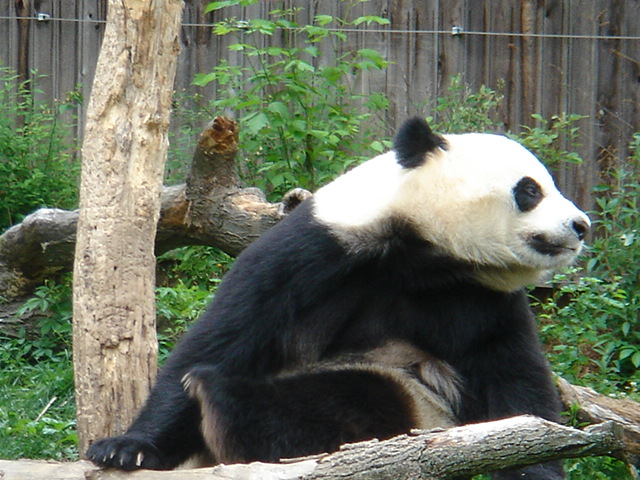 panda bear sitting on a log near a tree