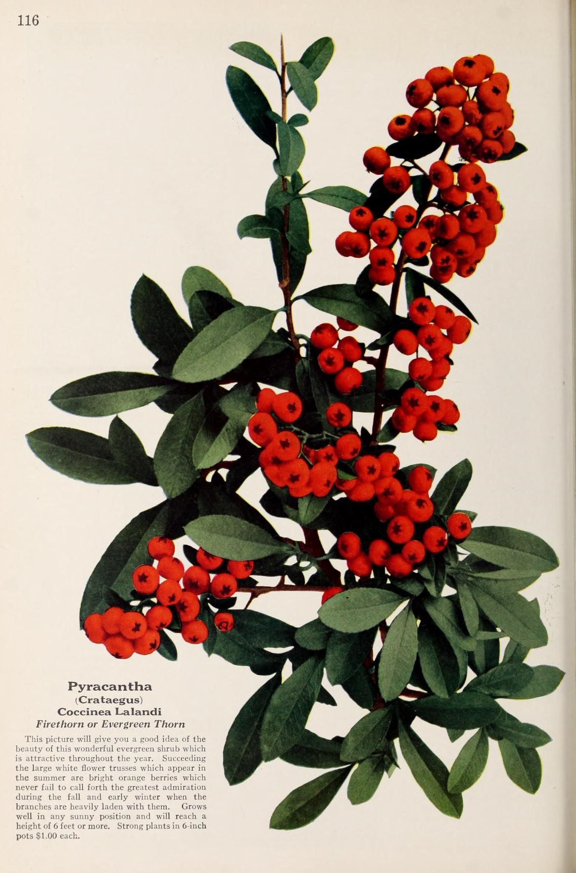 a red bush with green leaves and berries