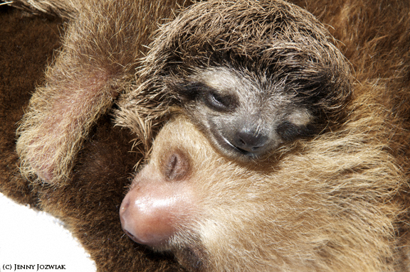 a sloth and her baby one laying down and cuddling together