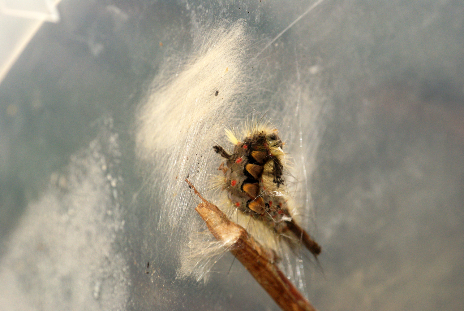 a fuzzy fly is hanging upside down on a twig