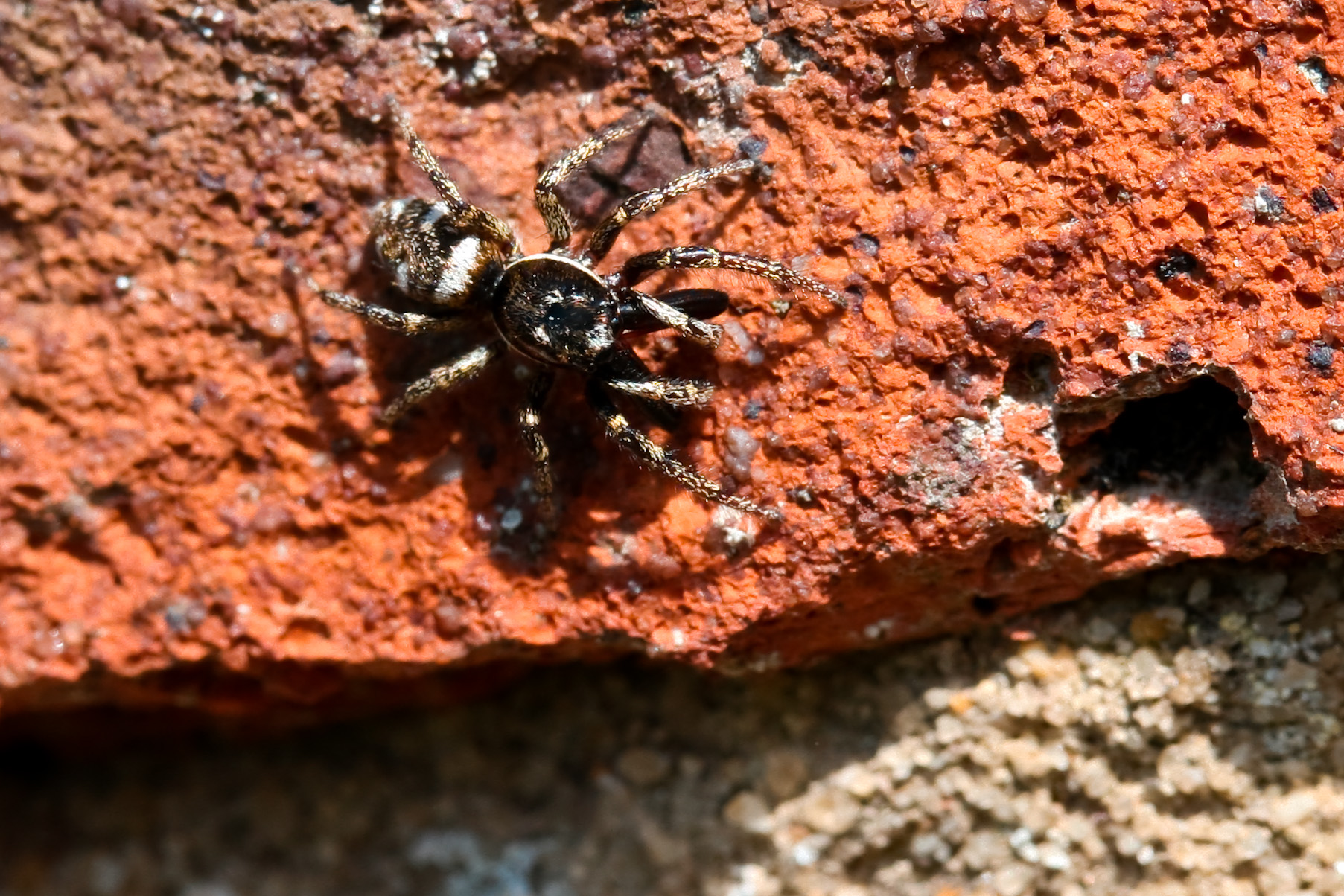 a jumping spider sitting on a red brick wall