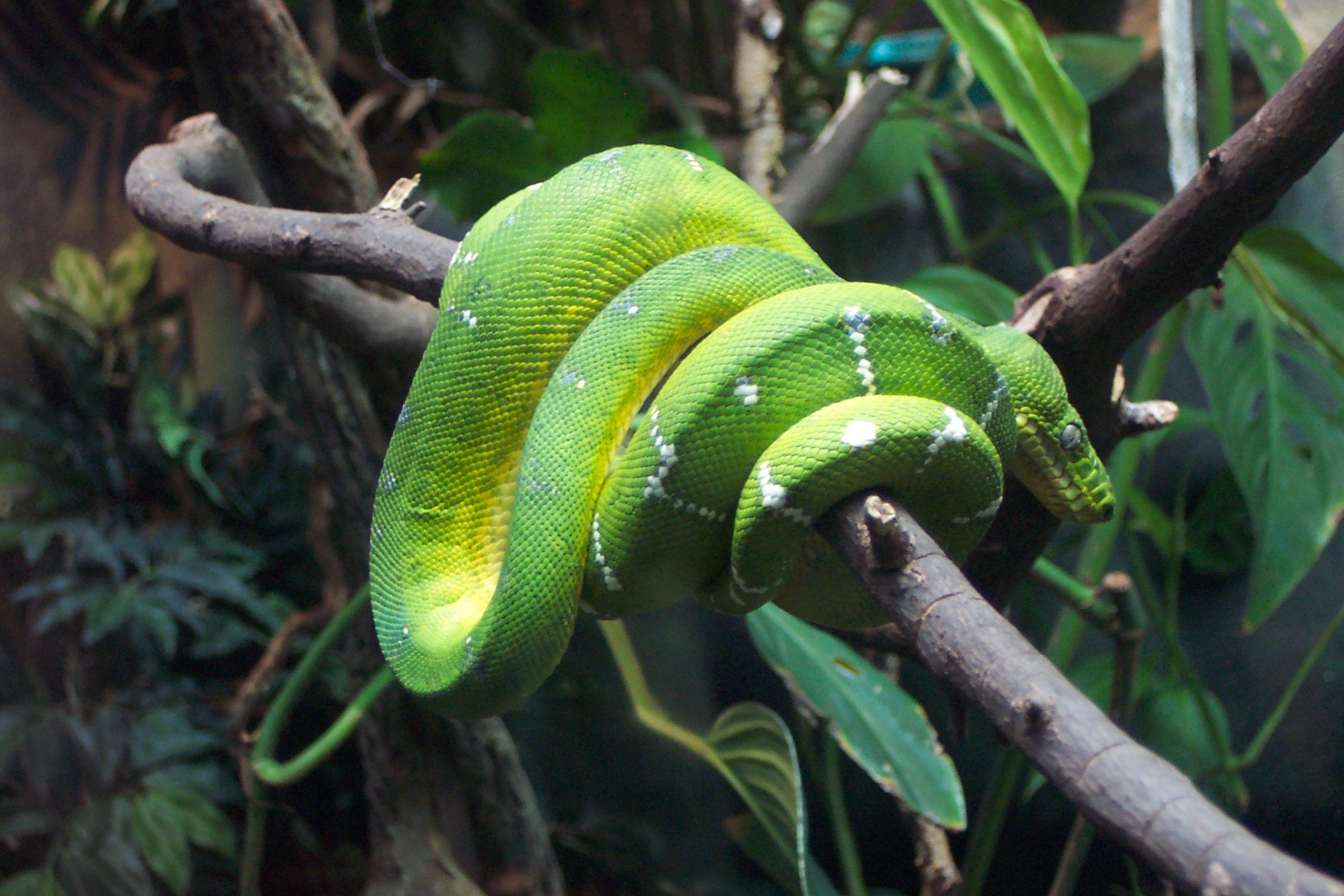 a green snake hanging from a nch in a jungle