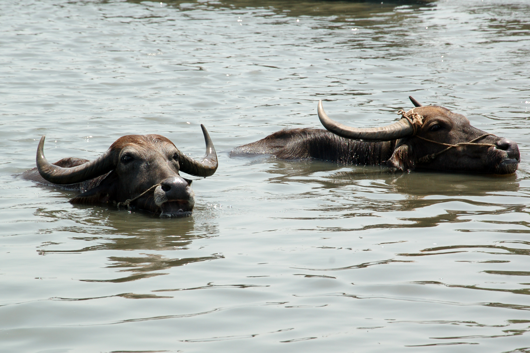 two animals are in the water swimming together