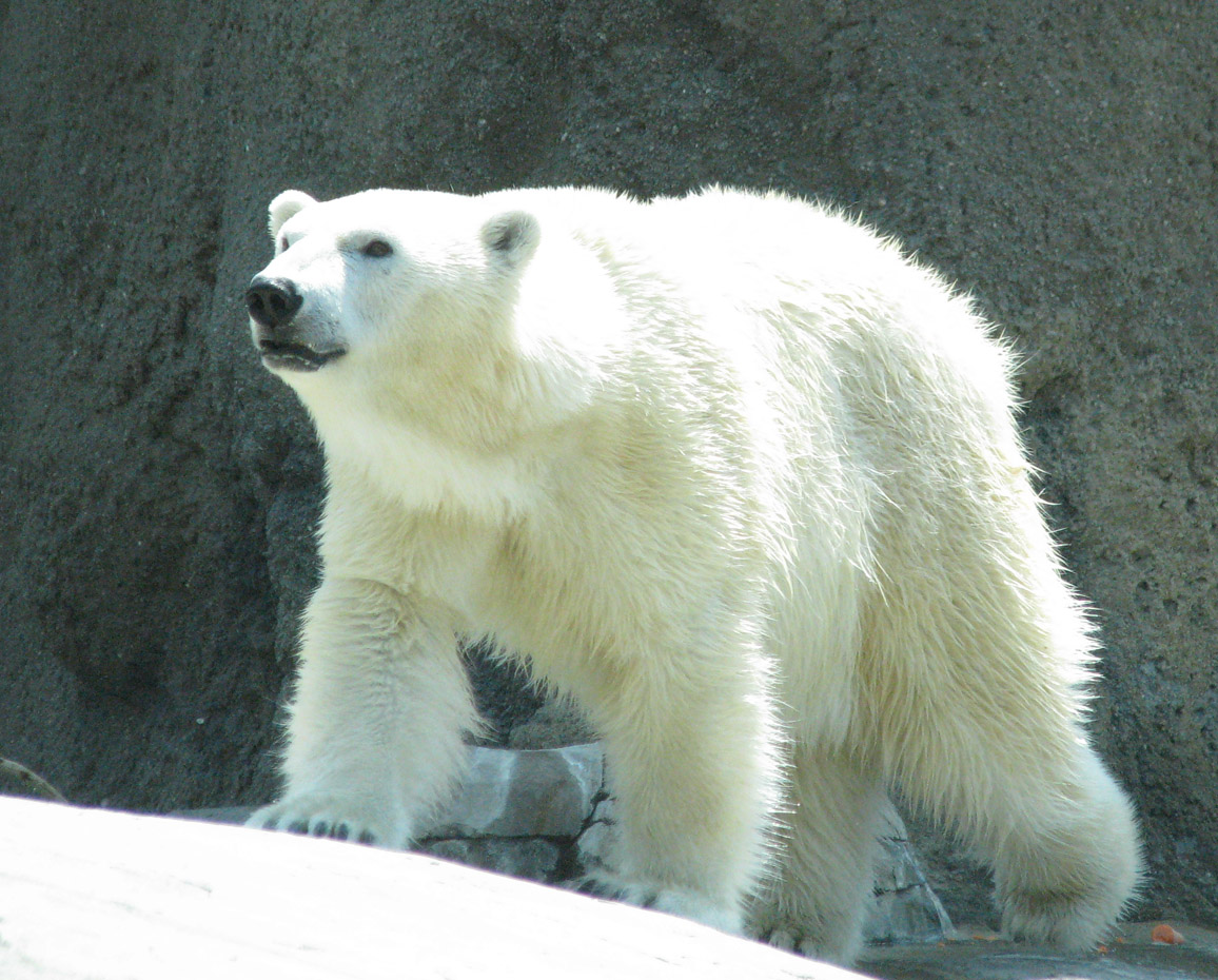 a white bear standing on top of rocks