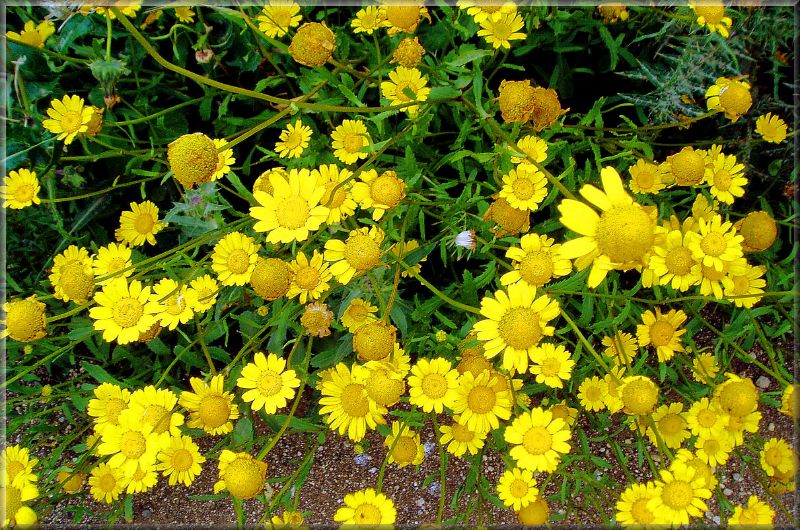 yellow flowers are all over the ground and grass