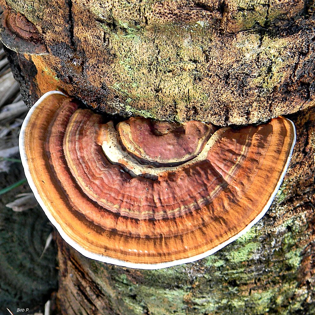 a close up view of a tree with some mushrooms growing on it