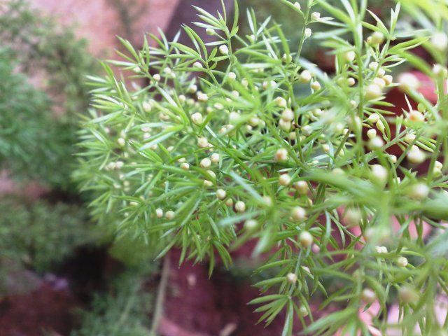 a close up of a small green plant