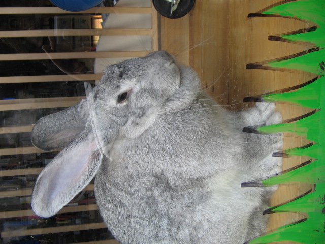a large rabbit on top of a plastic field