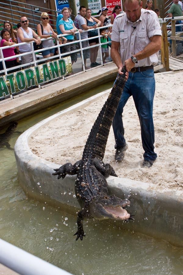 a person reaching out for a large alligator